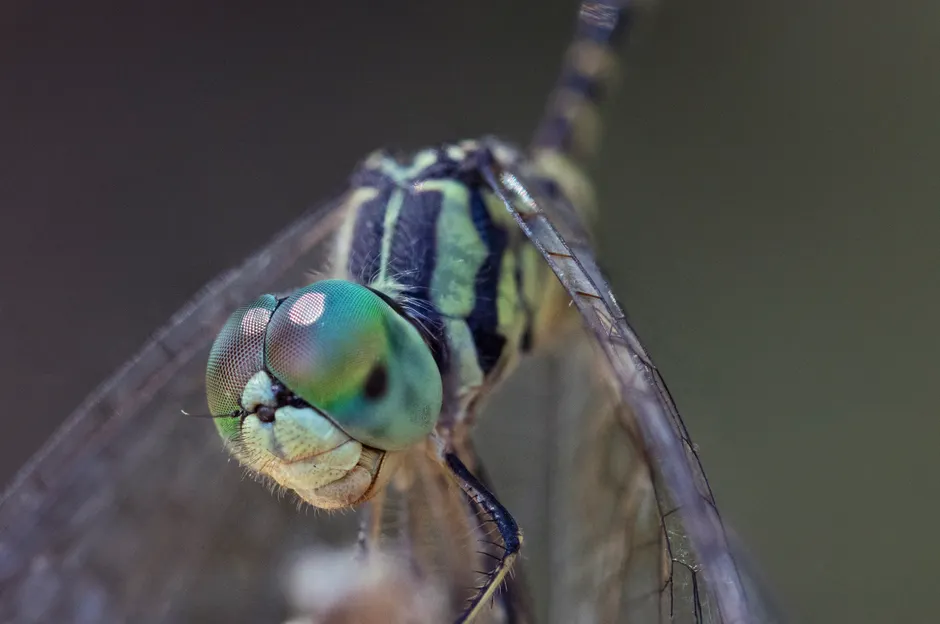 Detail Dragonfly Macro Photography Close Up Number 5