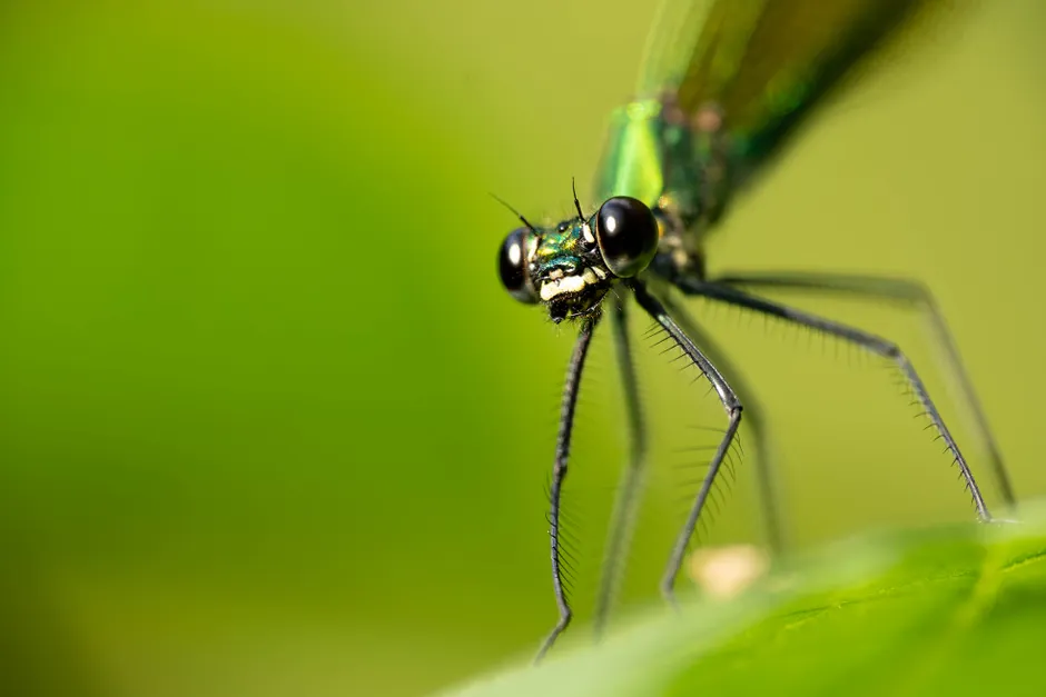 Detail Dragonfly Macro Photography Close Up Number 6