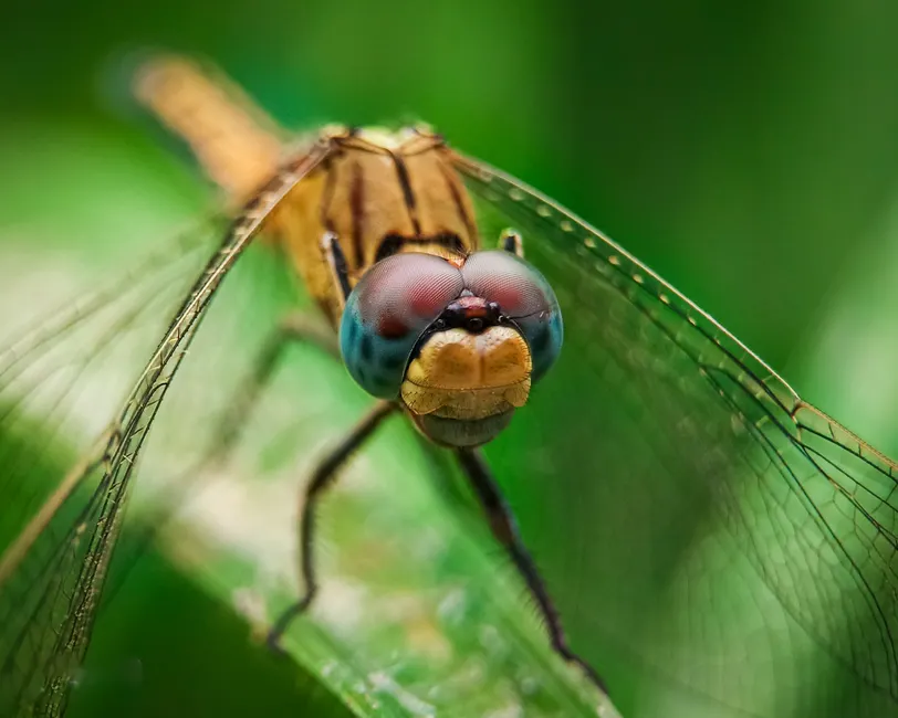 Detail Dragonfly Macro Photography Close Up Number 7