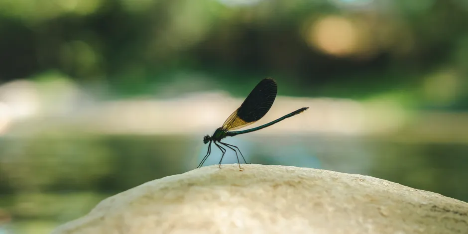 Detail Dragonfly Macro Photography Close Up Number 8