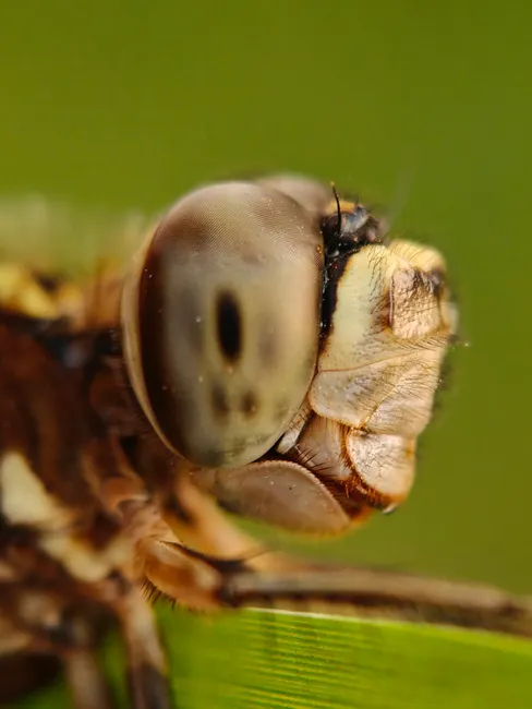 Detail Dragonfly Macro Photography Close Up Number 9