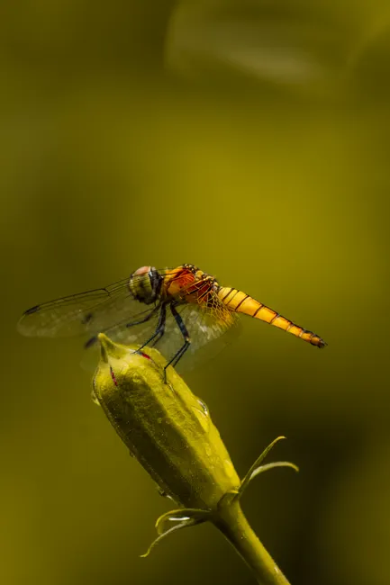 Detail Dragonfly Macro Photography Close Up Number 10