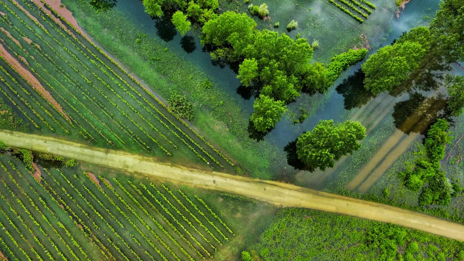 Detail Drone Aerial View Farmland Number 5