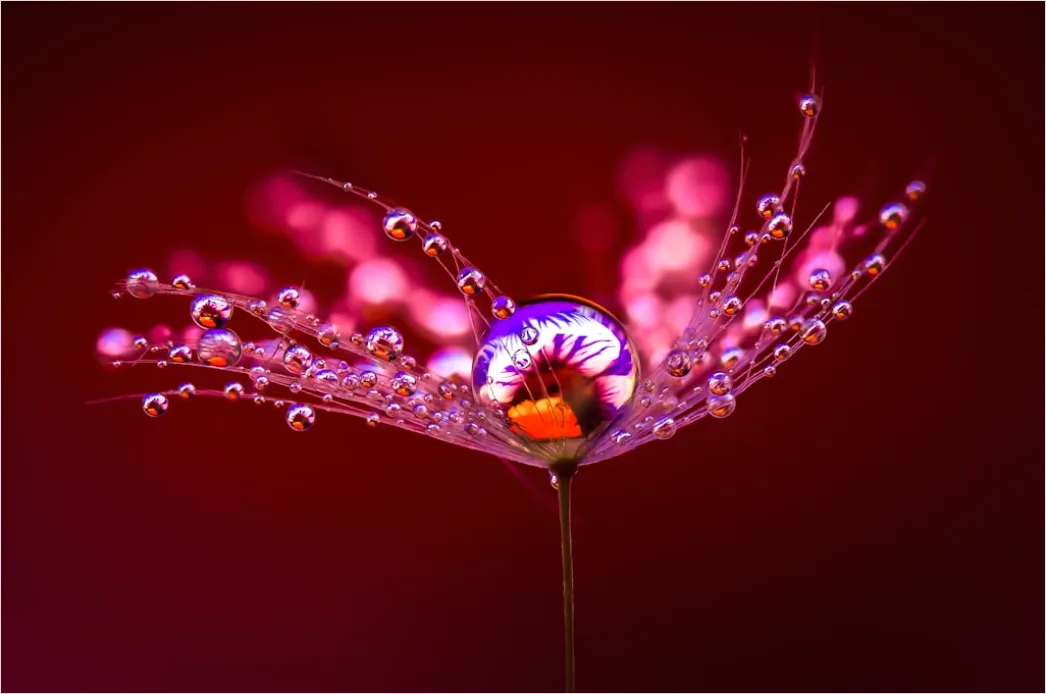 Droplet On Flower Macro A074