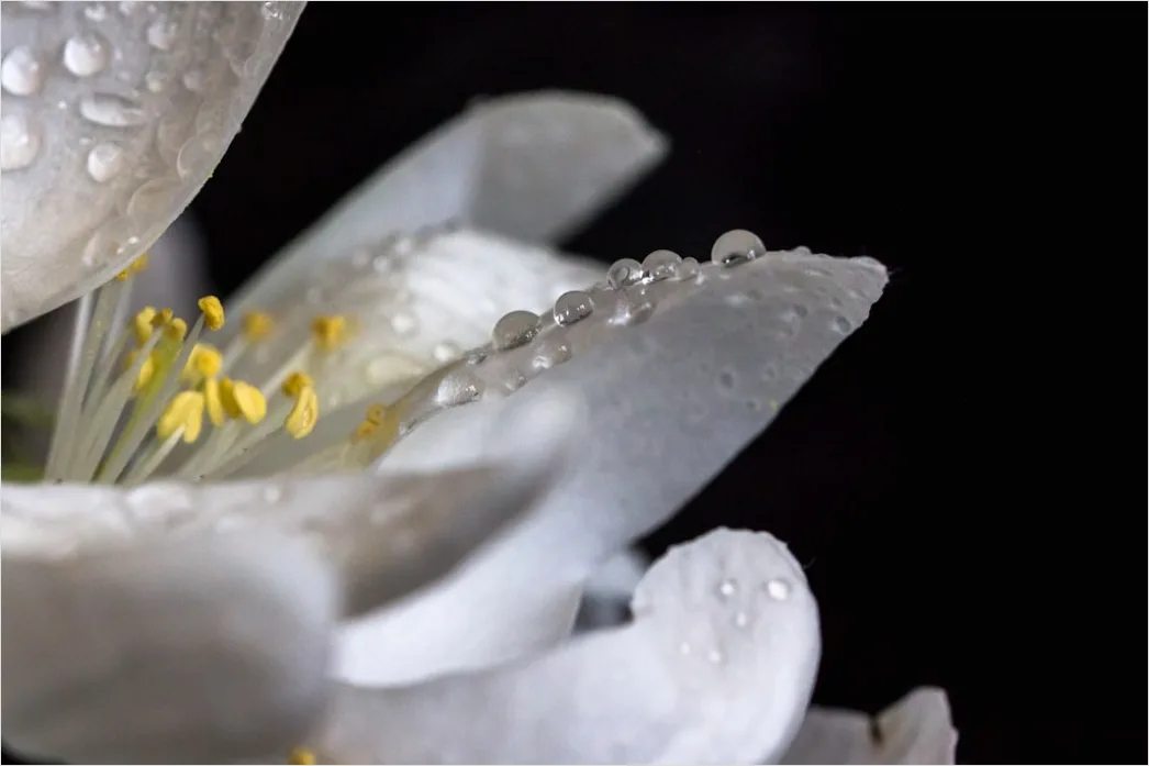 Detail Droplet On Flower Macro Number 2