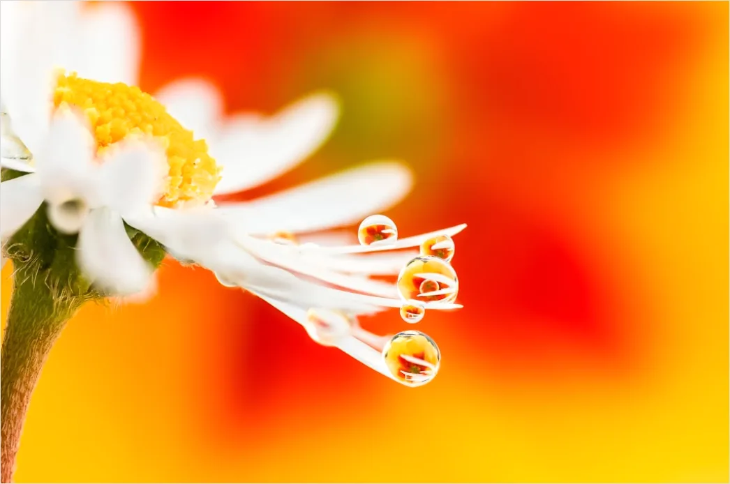 Detail Droplet On Flower Macro Number 11