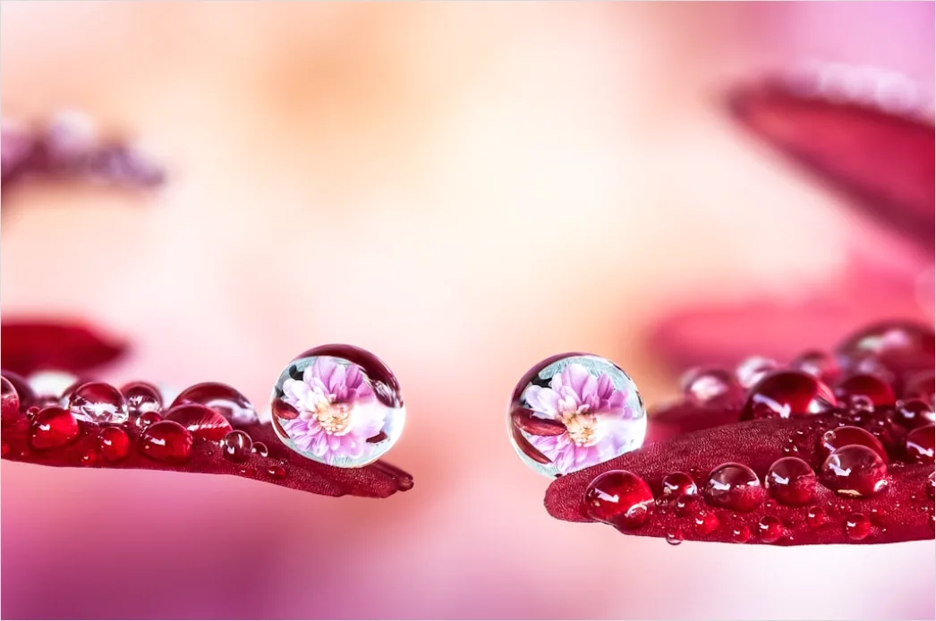 Detail Droplet On Flower Macro Number 13