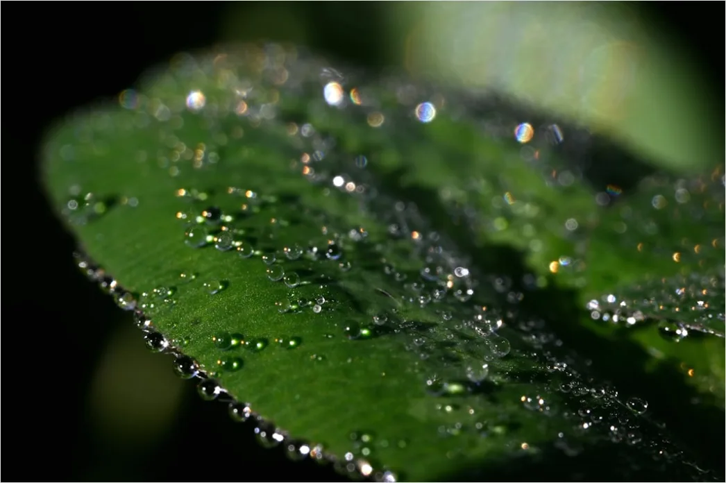 Detail Droplet On Flower Macro Number 15