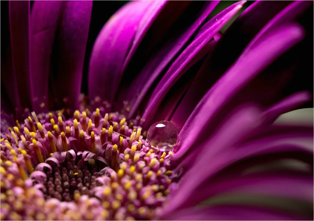 Detail Droplet On Flower Macro Number 16