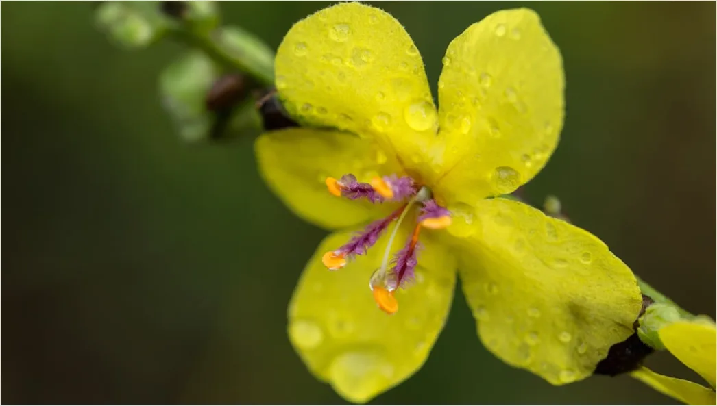 Detail Droplet On Flower Macro Number 17