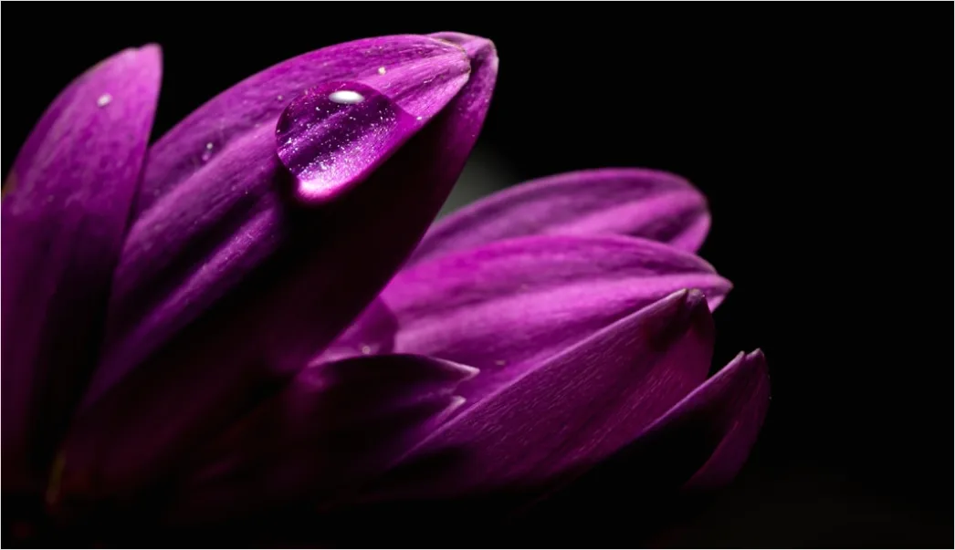Detail Droplet On Flower Macro Number 19