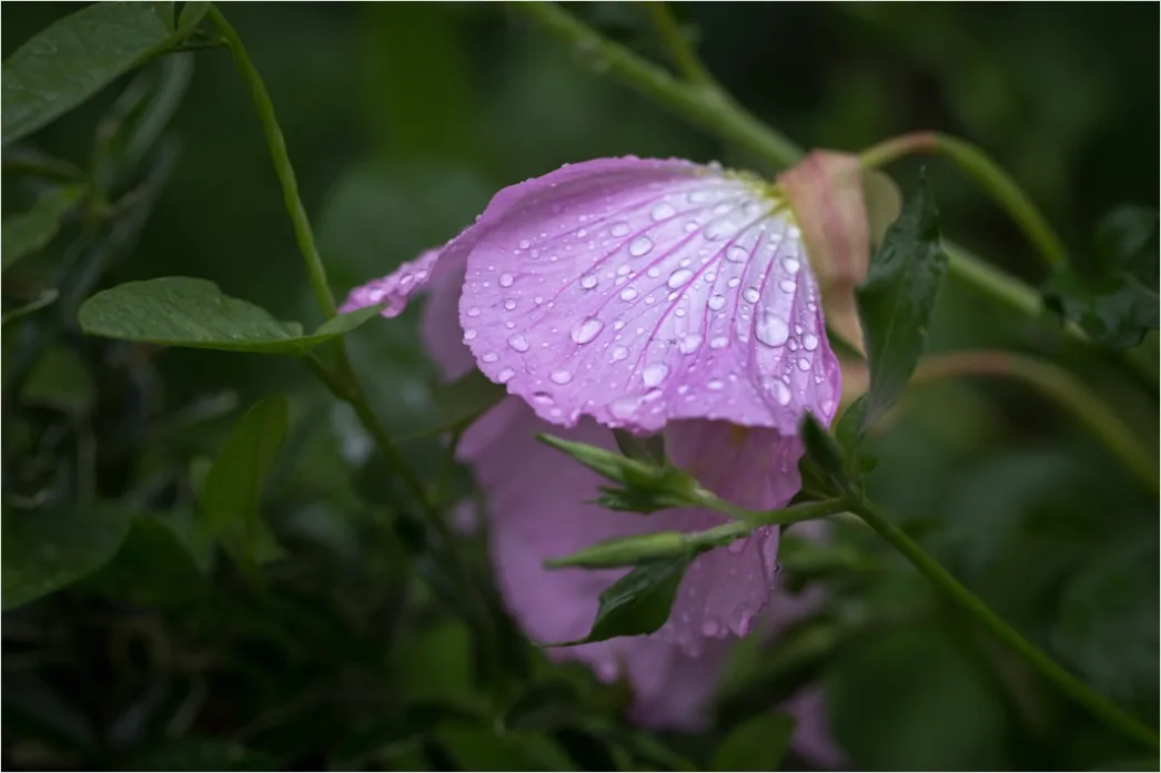 Detail Droplet On Flower Macro Number 20