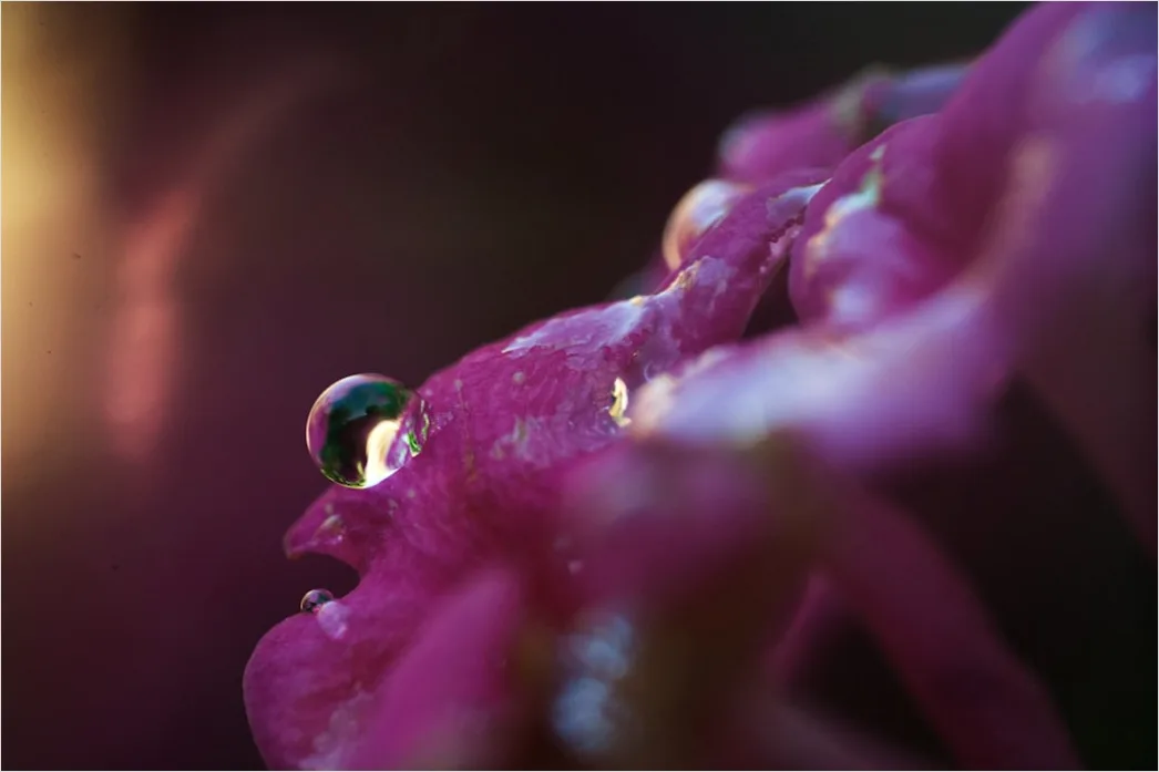 Detail Droplet On Flower Macro Number 5