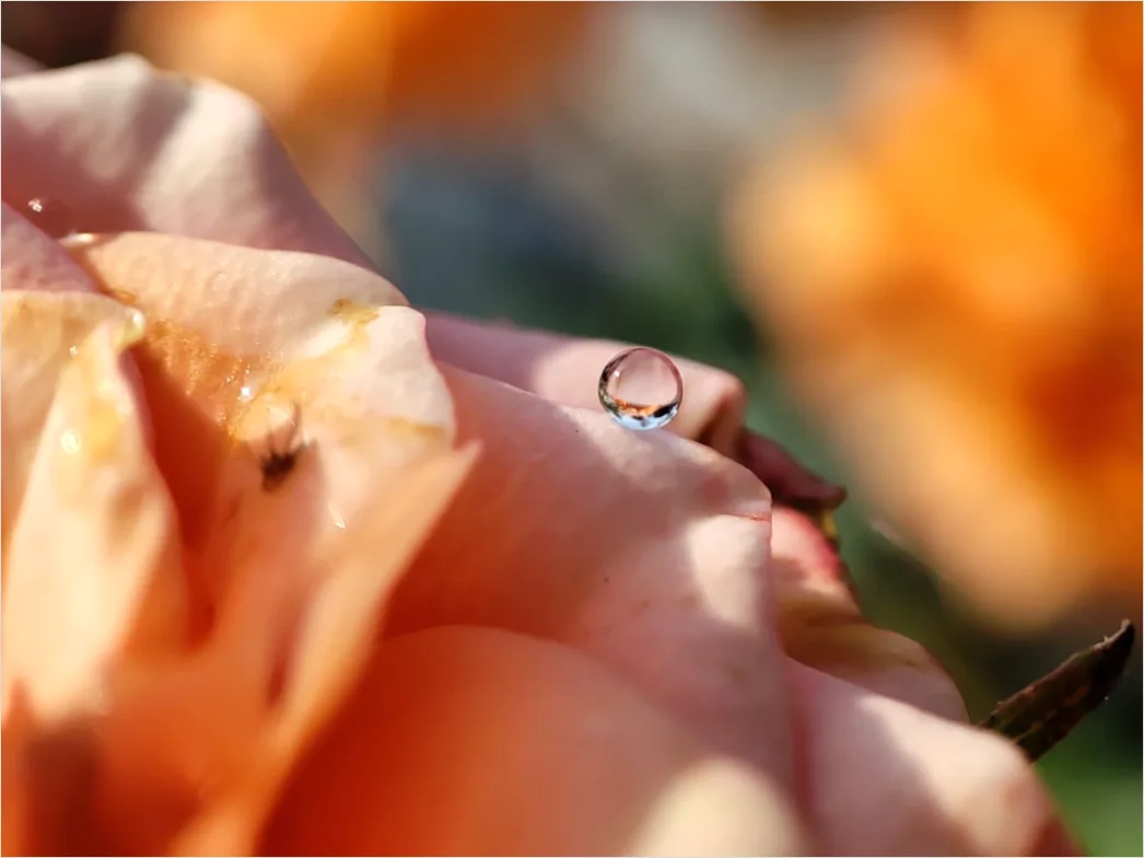 Detail Droplet On Flower Macro Number 6