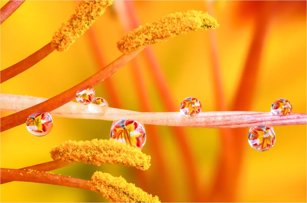 Detail Droplet On Flower Macro Number 7