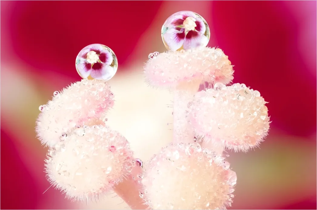 Detail Droplet On Flower Macro Number 8
