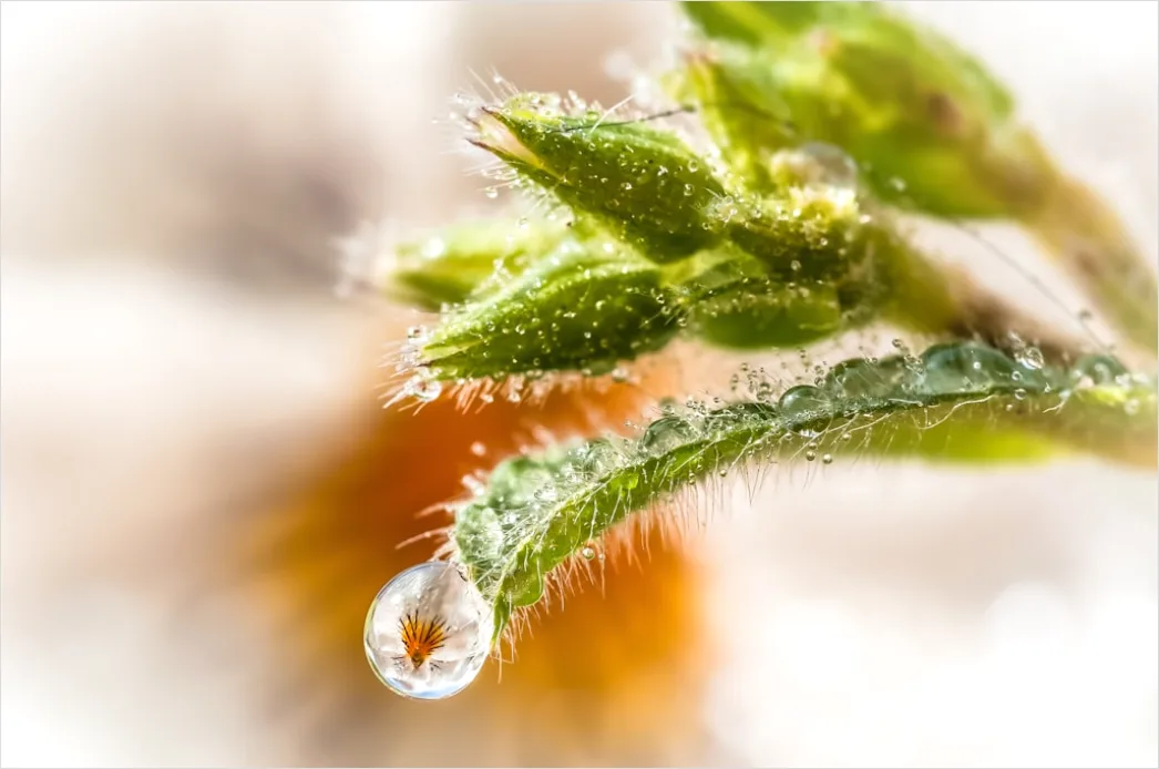 Detail Droplet On Flower Macro Number 9