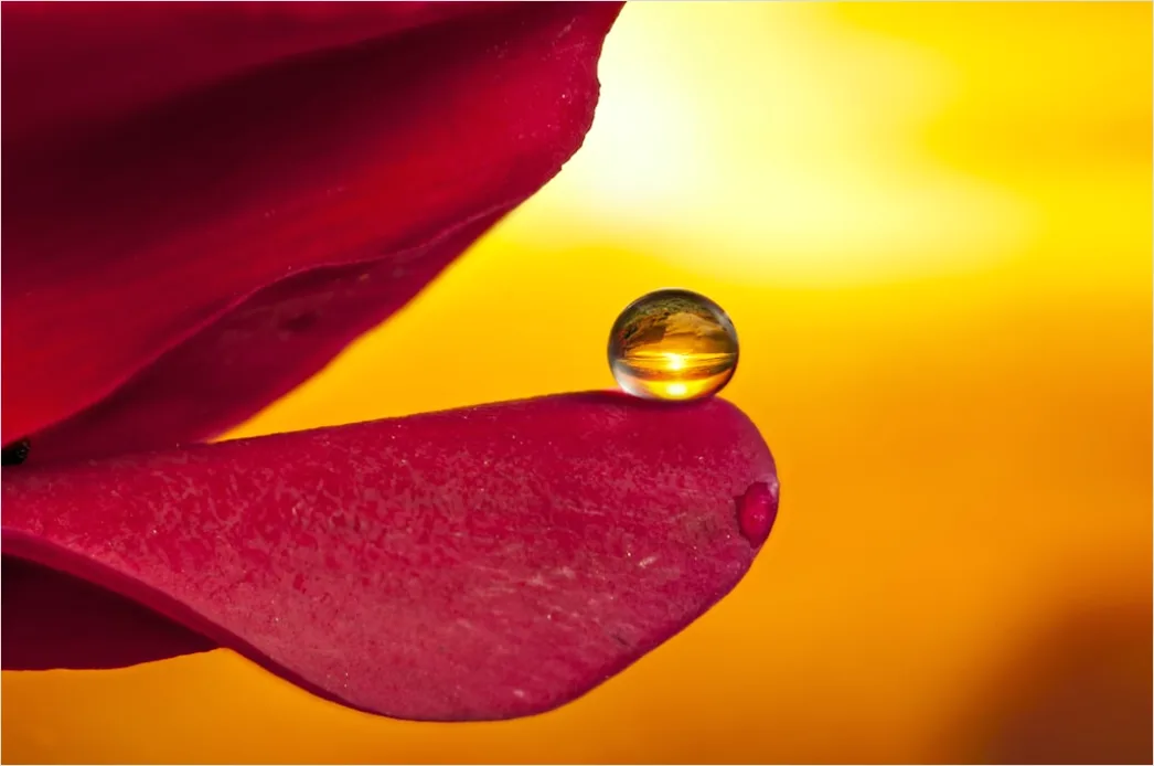 Detail Droplet On Flower Macro Number 10