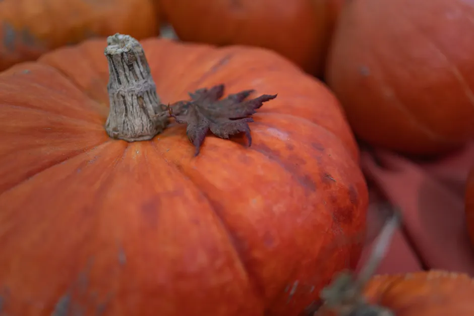 Detail Fall Pumpkin Close Up Number 2