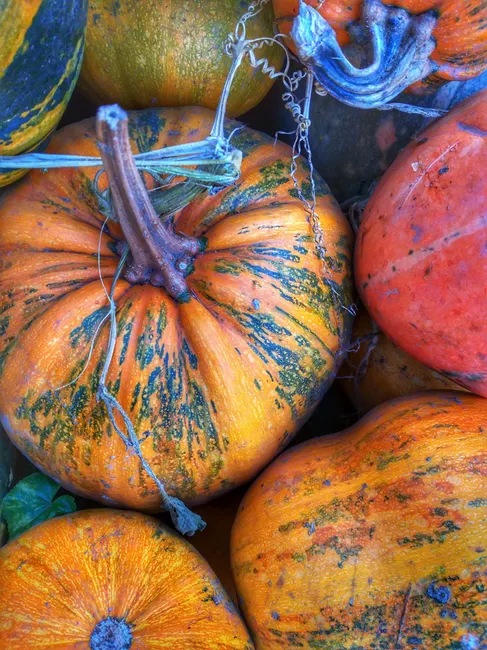 Detail Fall Pumpkin Close Up Number 11