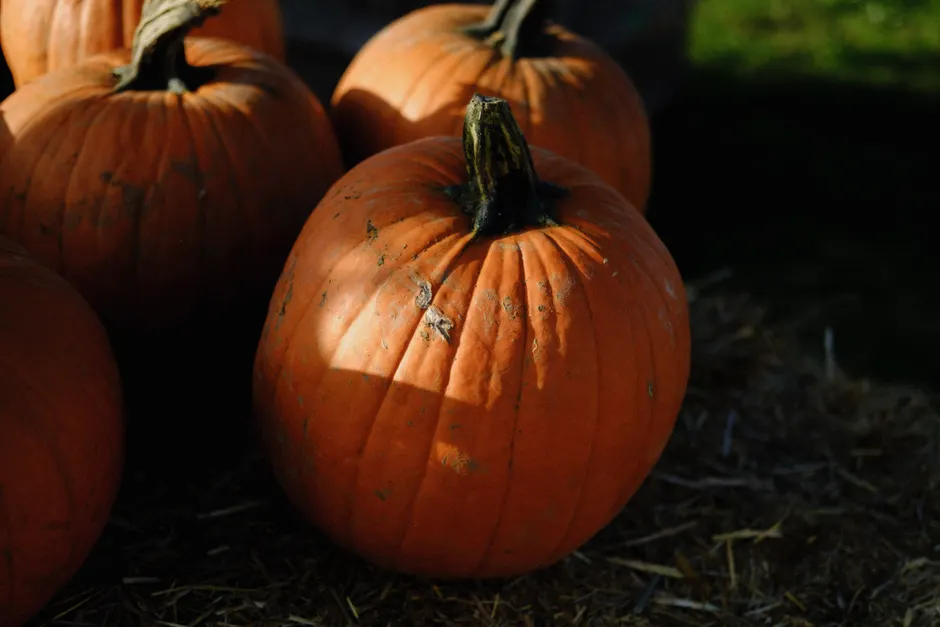Detail Fall Pumpkin Close Up Number 12