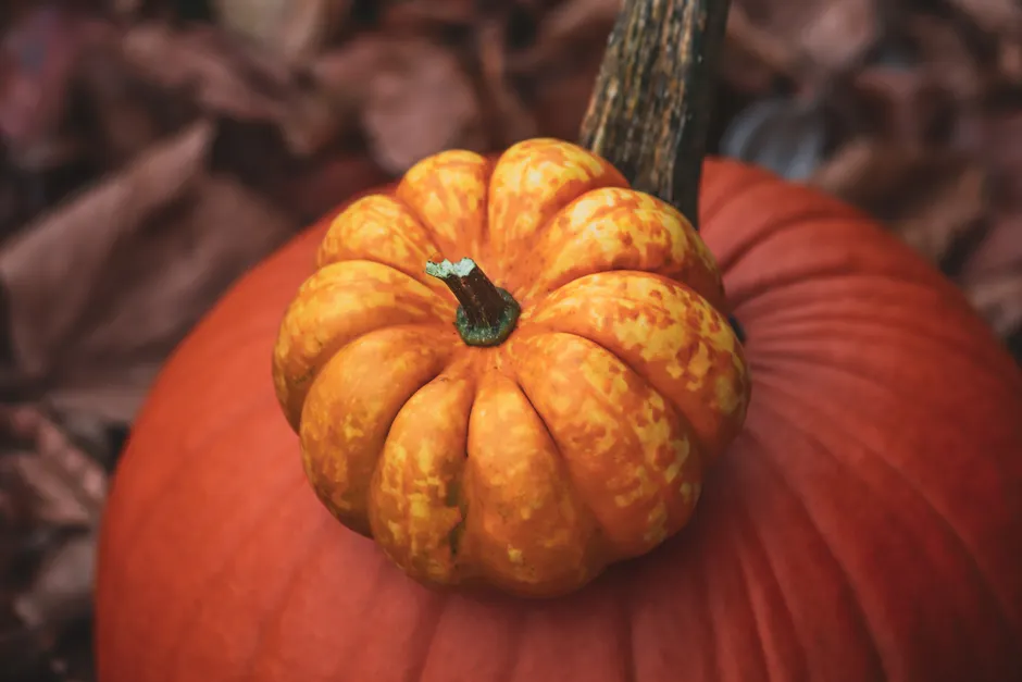 Detail Fall Pumpkin Close Up Number 14