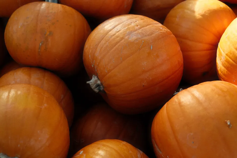 Detail Fall Pumpkin Close Up Number 15