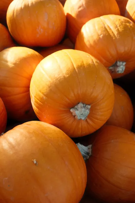 Detail Fall Pumpkin Close Up Number 16