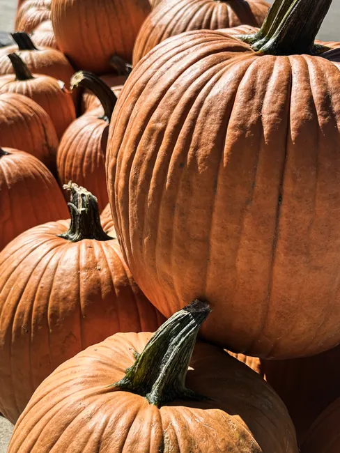 Detail Fall Pumpkin Close Up Number 17