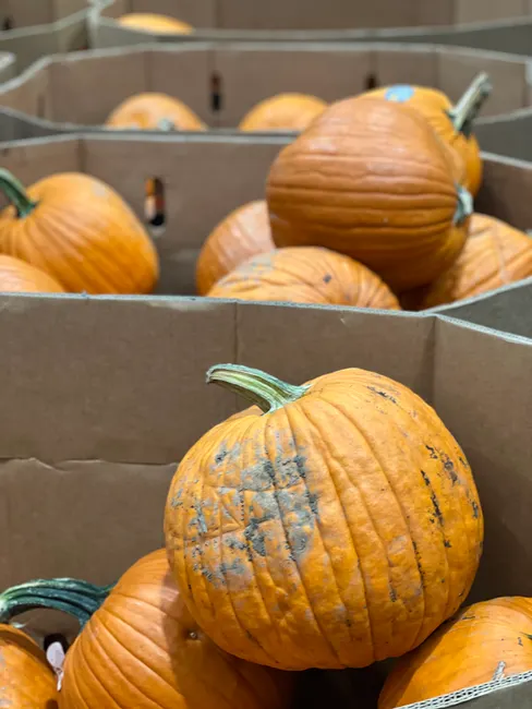 Detail Fall Pumpkin Close Up Number 18