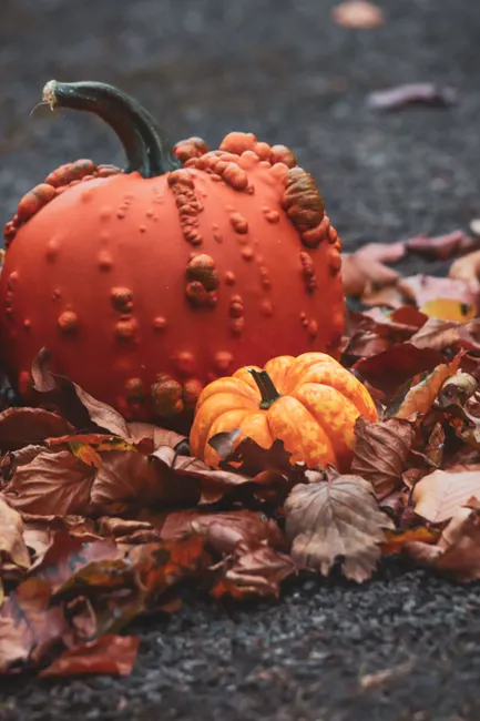 Detail Fall Pumpkin Close Up Number 19