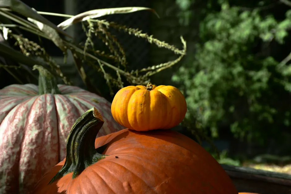 Detail Fall Pumpkin Close Up Number 3