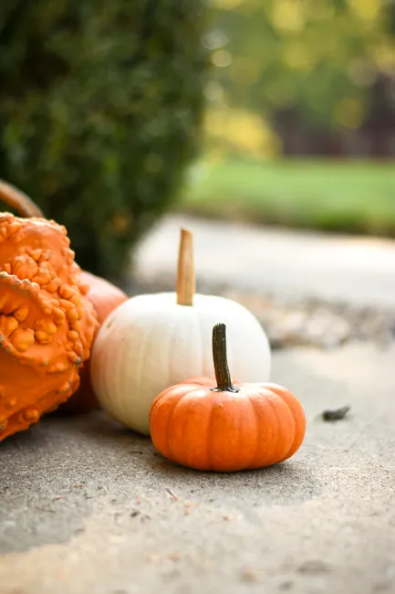 Detail Fall Pumpkin Close Up Number 5