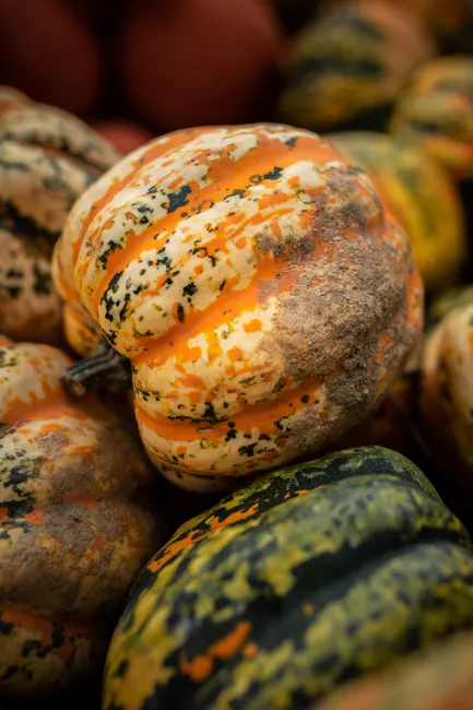 Detail Fall Pumpkin Close Up Number 6