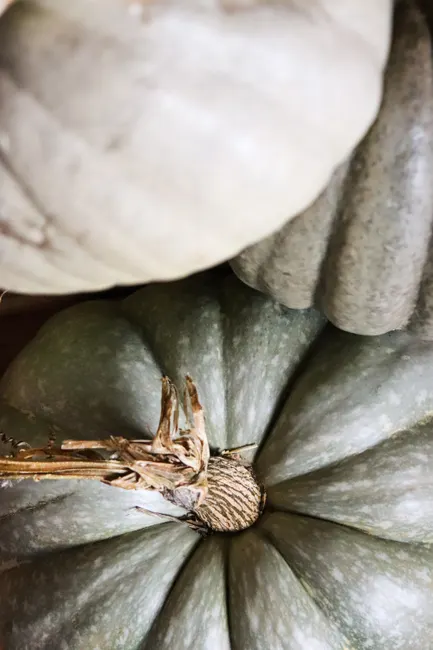 Detail Fall Pumpkin Close Up Number 8