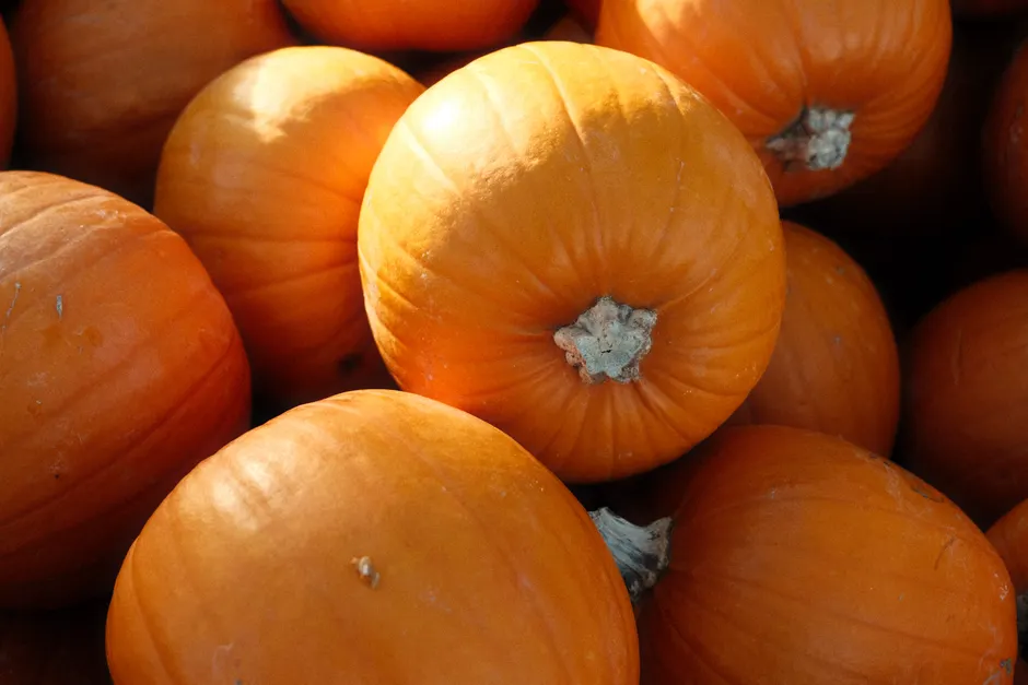 Detail Fall Pumpkin Close Up Number 9