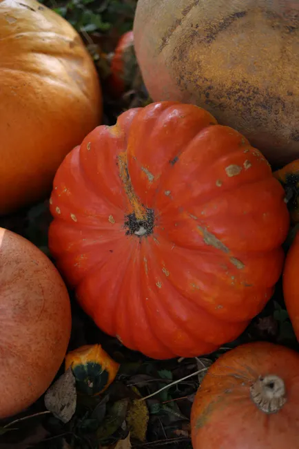 Detail Fall Pumpkin Close Up Number 10