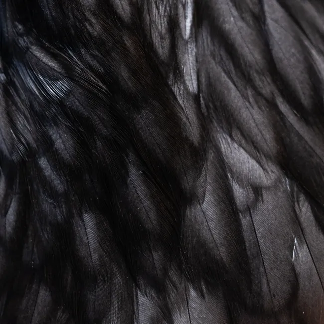 Detail Feather Macro Number 12