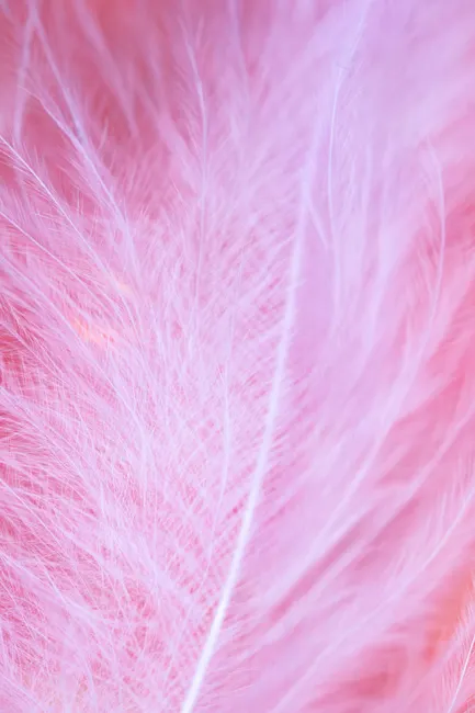 Detail Feather Macro Number 13