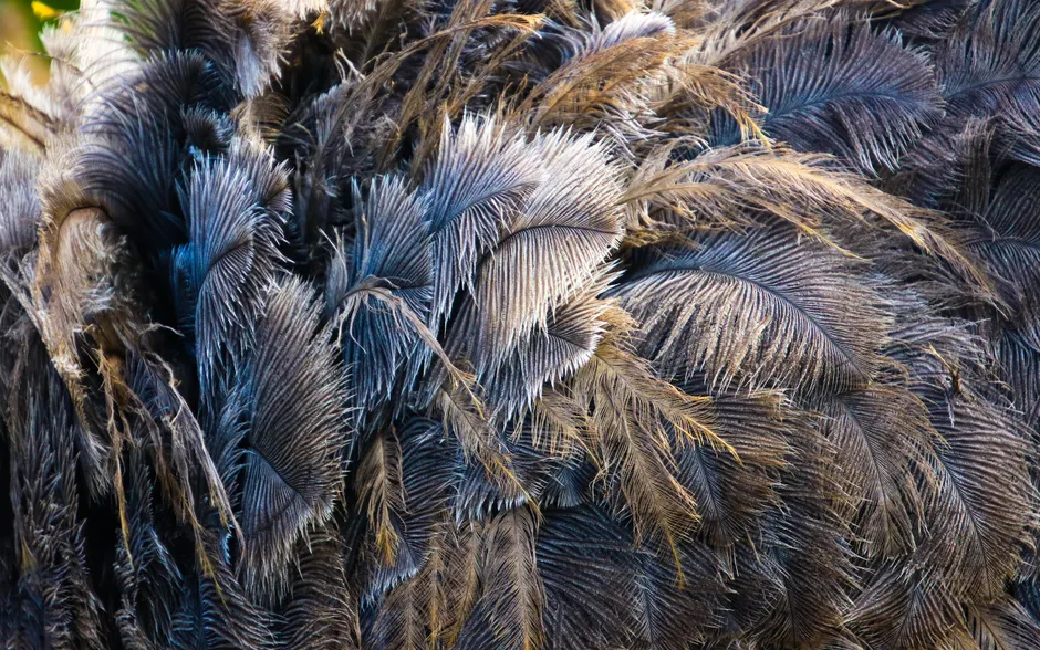 Detail Feather Macro Number 16