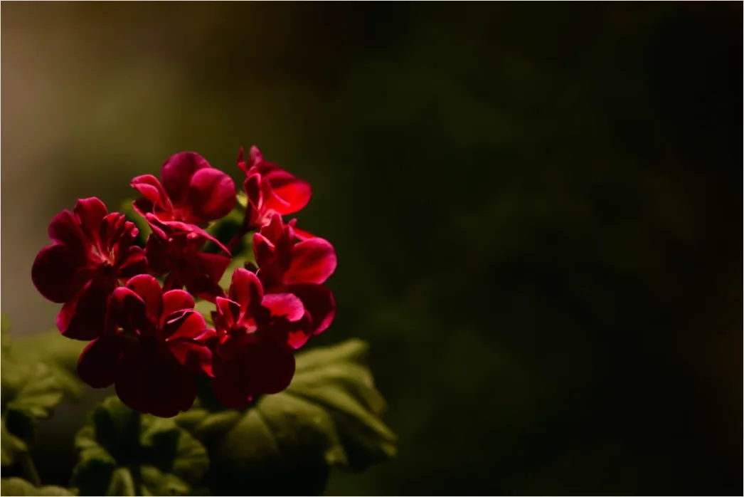Detail Flower Macro Photography Number 11