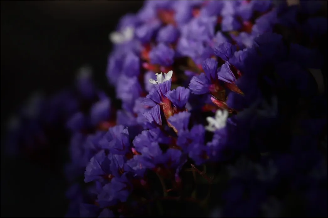 Detail Flower Macro Photography Number 12