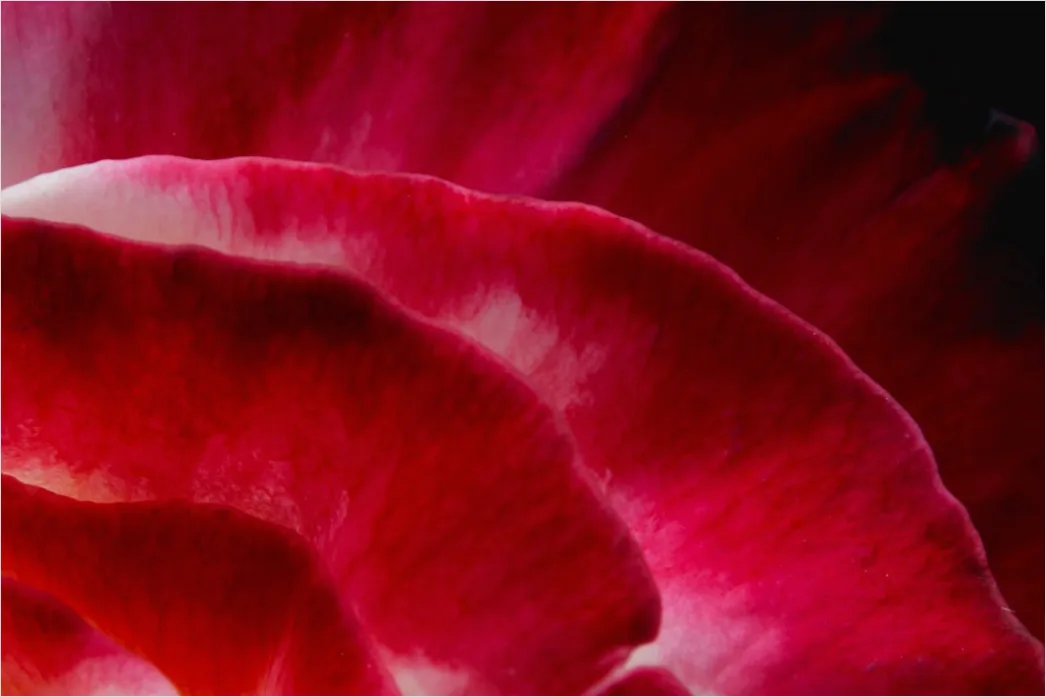 Detail Flower Macro Photography Number 13