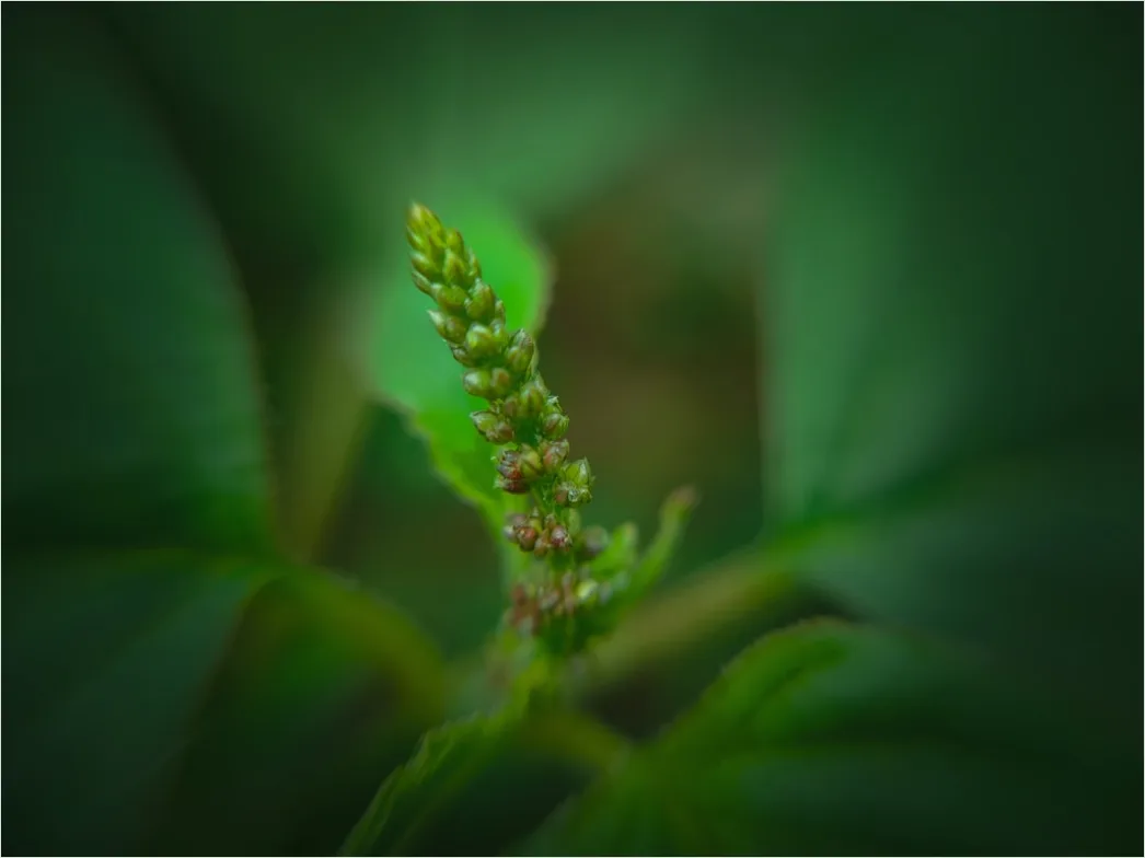 Detail Flower Macro Photography Number 14