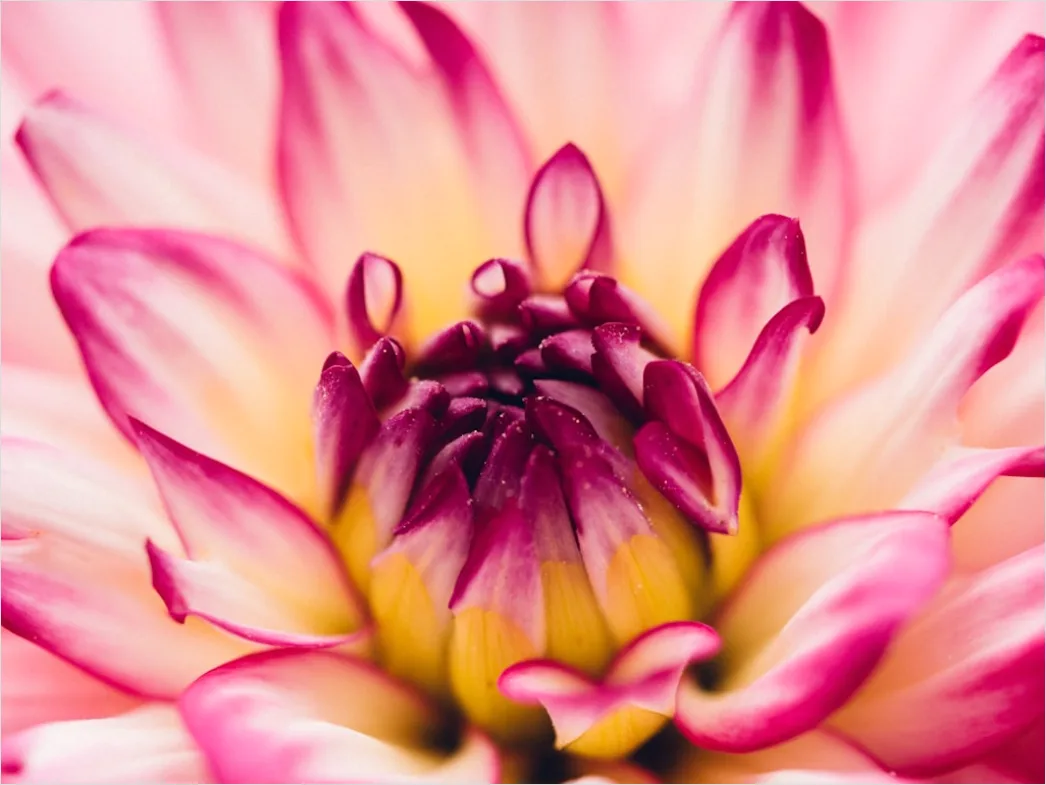 Detail Flower Macro Photography Number 16
