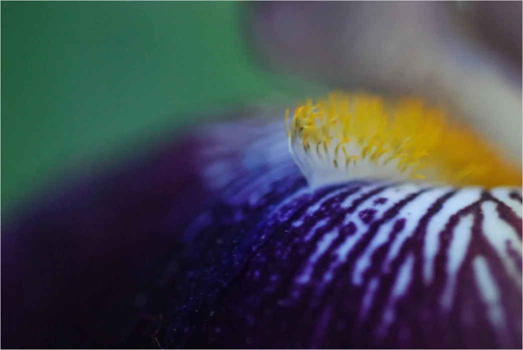 Detail Flower Macro Photography Number 17