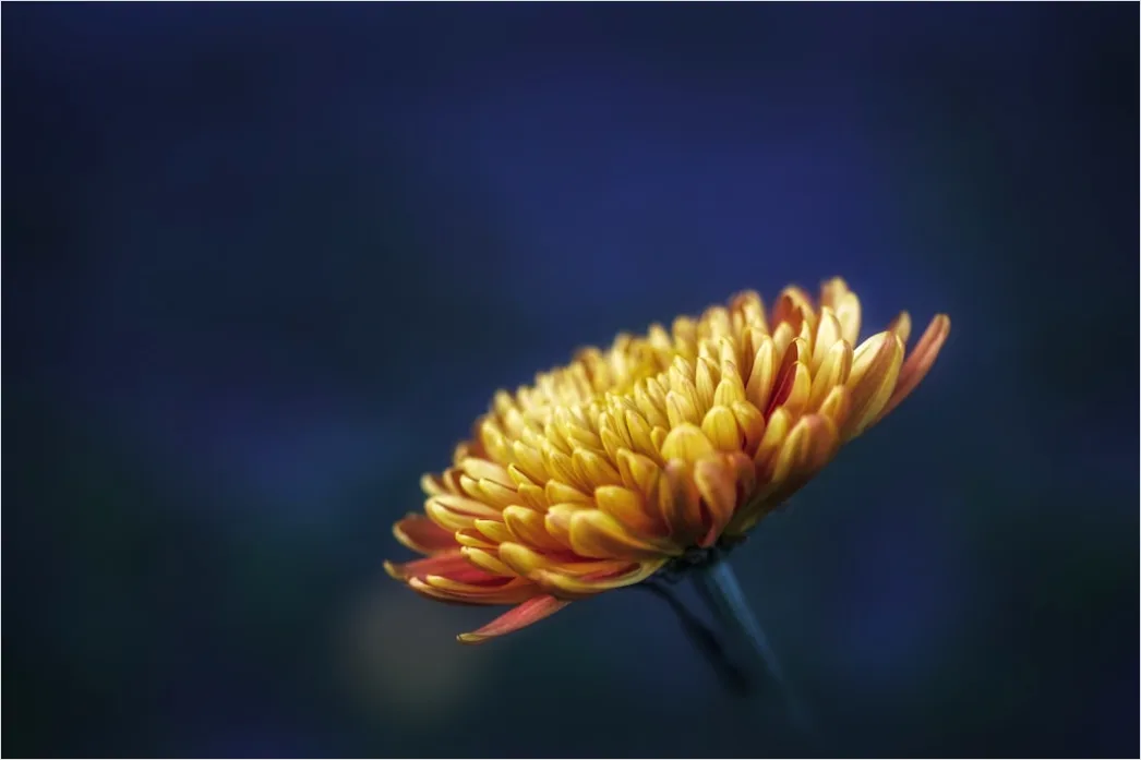Detail Flower Macro Photography Number 18