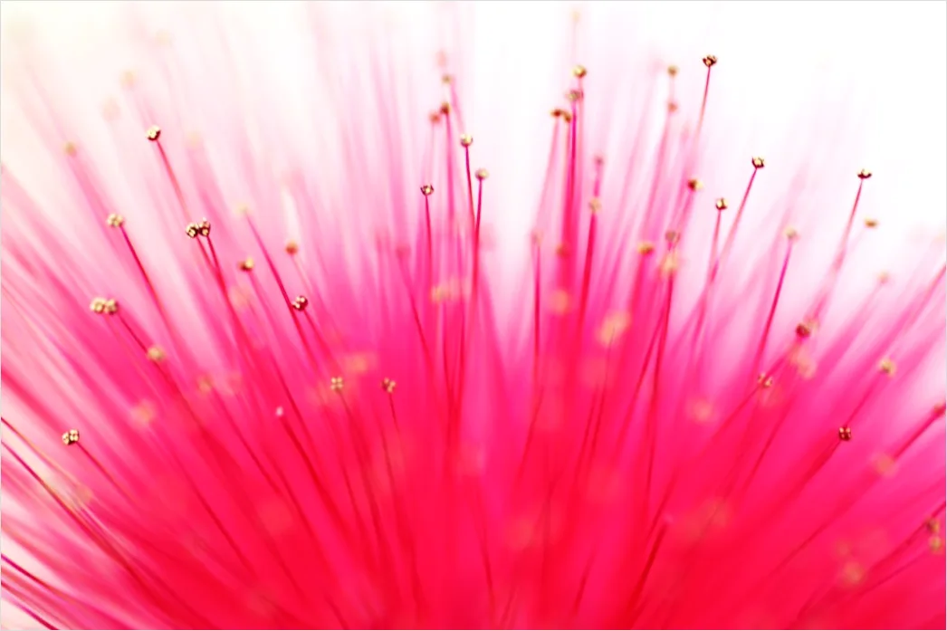 Detail Flower Macro Photography Number 4