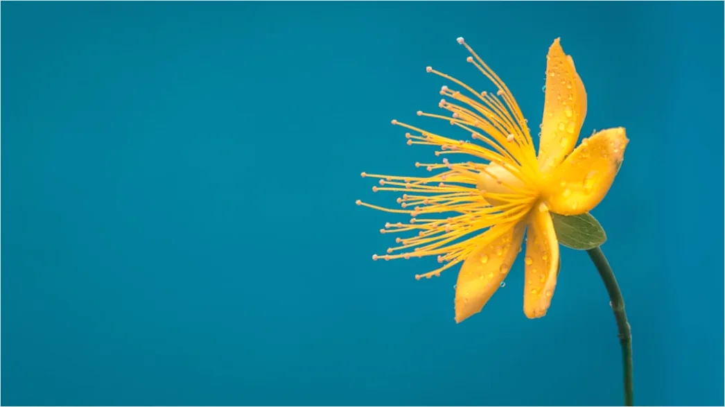 Detail Flower Macro Photography Number 5