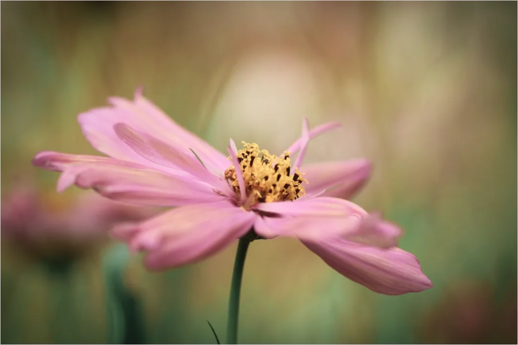 Detail Flower Macro Photography Number 6
